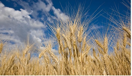 Mededeling met betrekking tot granenactiviteiten Limagrain Belgium vanaf najaar 2020