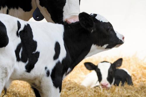 DeLaval voegt nieuwe melkrobot toe aan de VMS serie – DeLaval VMS™ V310