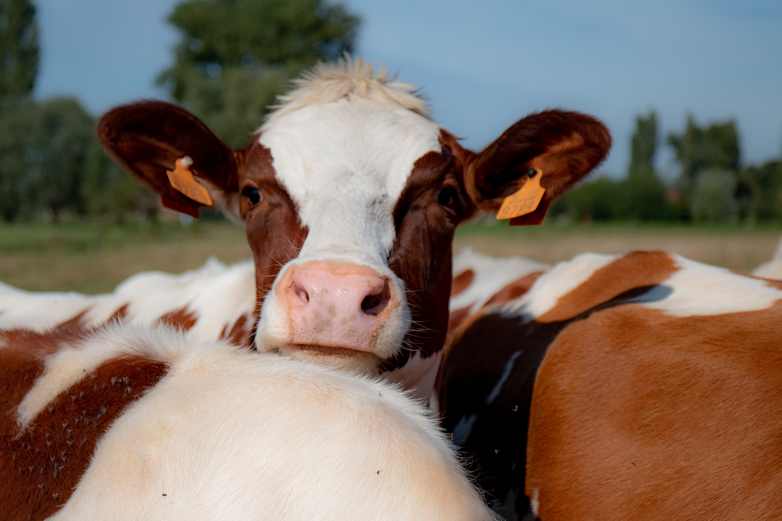Boer&Verstand wil kloof tussen boer & burger verkleinen