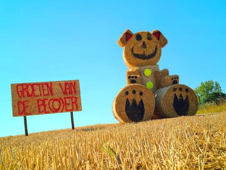 JONGE BOEREN VERSIEREN HET VLAAMSE PLATTELAND MET POPPEN VAN STRO