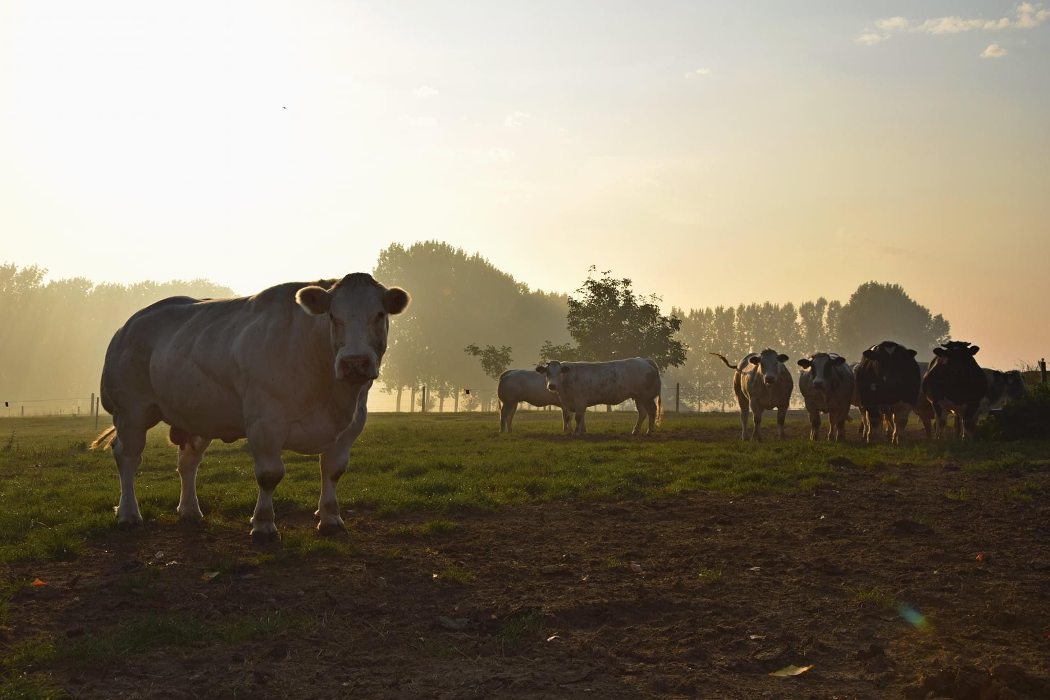 Lokale familiale landbouw wordt verdreven door Natuurpunt!