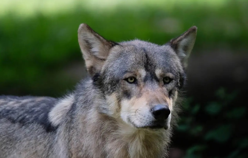 Landelijke Beweging bezorgd over veiligheid door aanwezigheid wolf